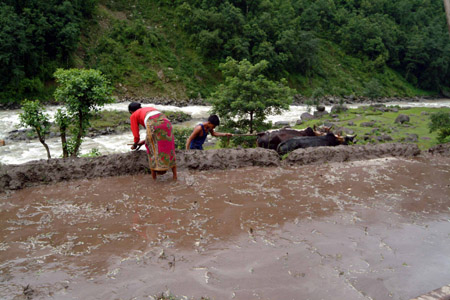 DSCF0082-1 Nepal, Reisanbau